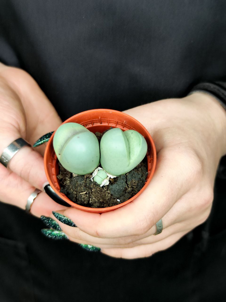 Динтерантус Пуберулес (Dintheranthus Puberules) D5см