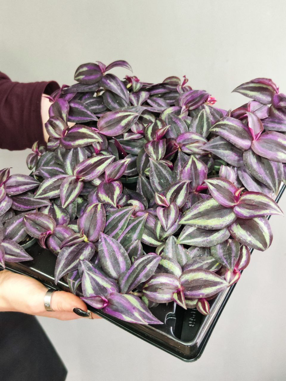 Традесканция Пурпл Джой (Tradescantia Purple Joy)  D6см