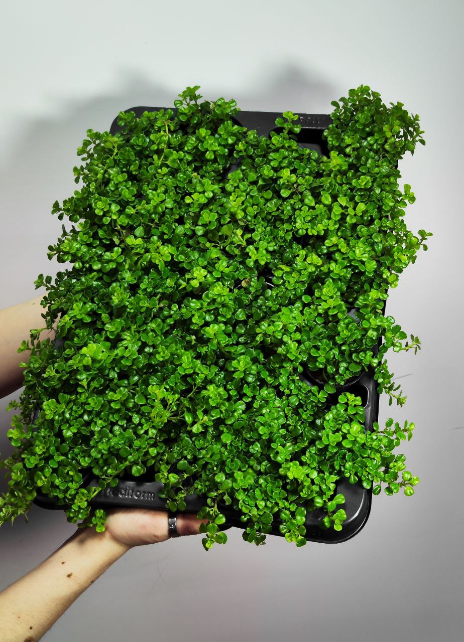 Пилея Депресса (Pilea Depressa) D5см