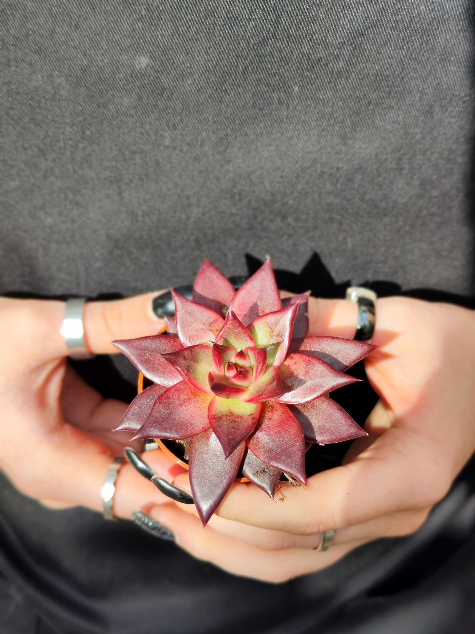Эхеверия Марс Галакси (Echeveria Mars Galaxy) D5см