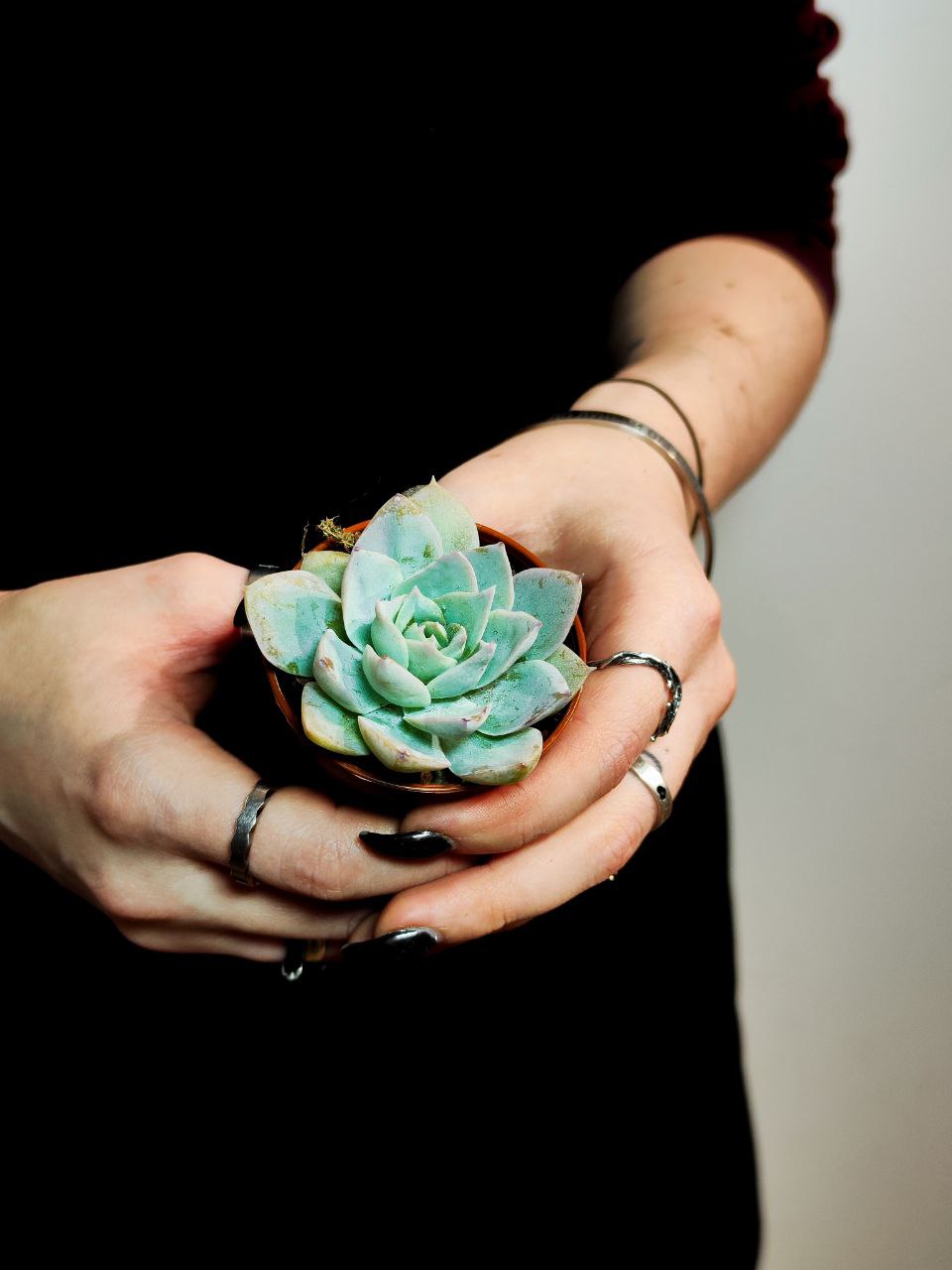 Эхеверия Блю Лотус (Echeveria Blue Lotus) D5см