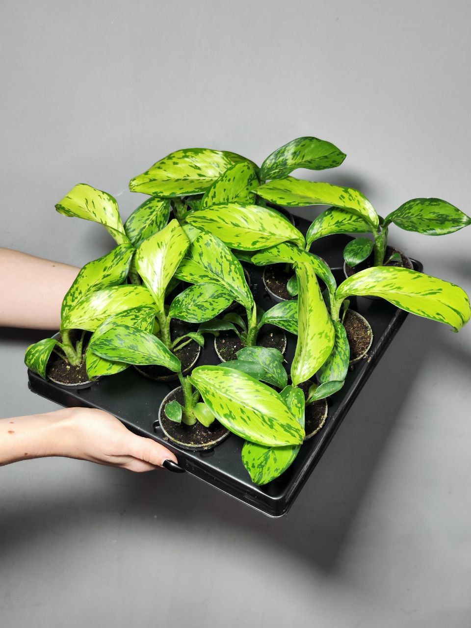 Диффенбахия Крокодил (Dieffenbachia Crocodile) D6см