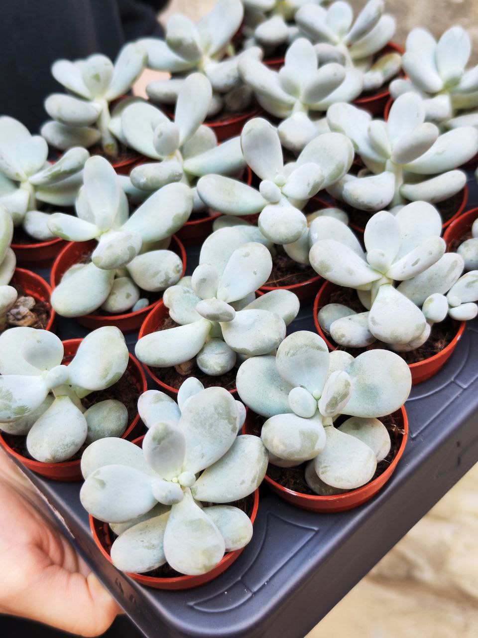 Пахифитум Яйценосный (Pachyphytum Oviferum) D5см