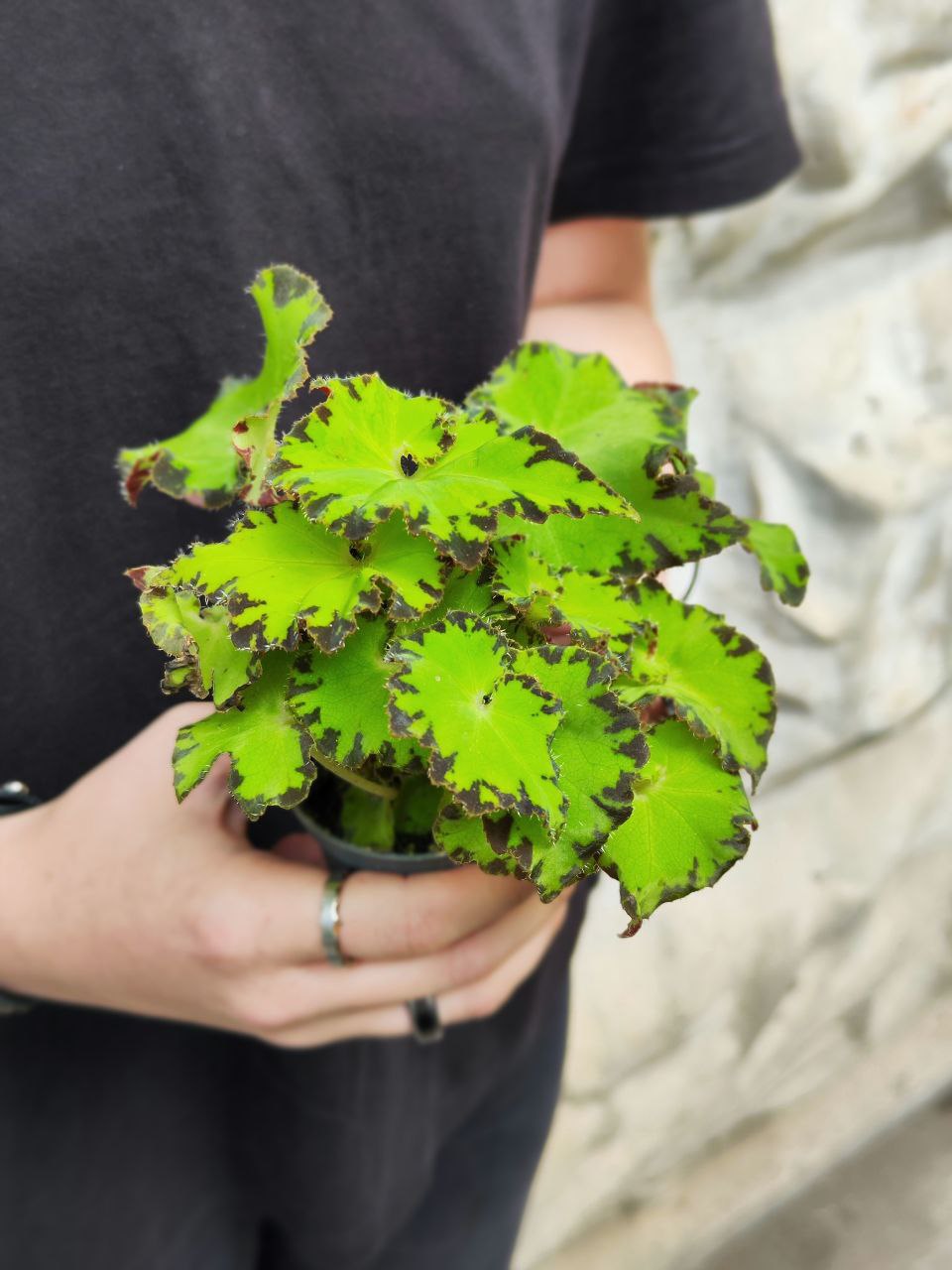 Бегония Рекс Ред Джайв (Begonia Rex Red Jive) D6см