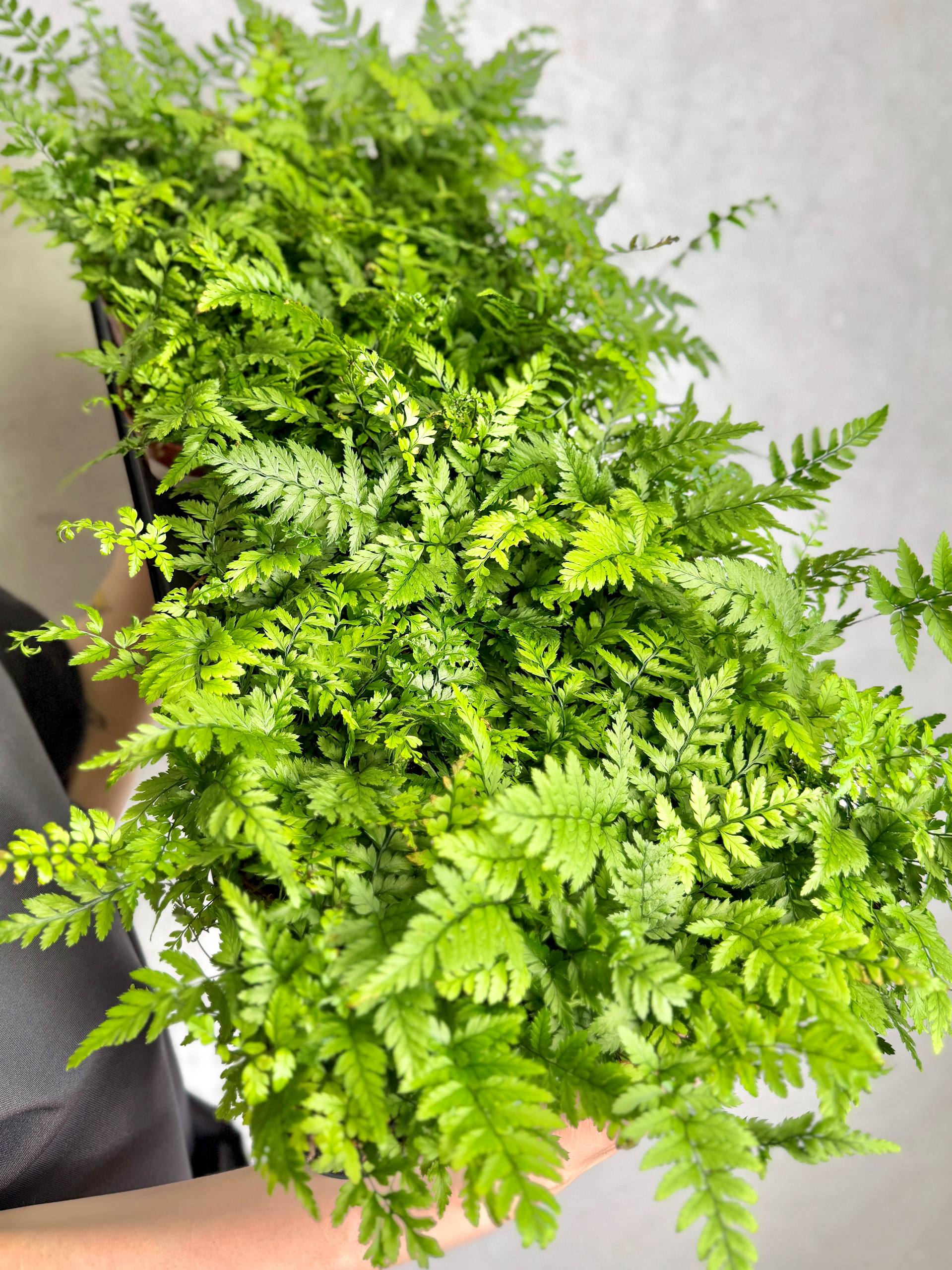 Папоротник Атириум Спикатум (Athyrium Spicatum) D8,5см