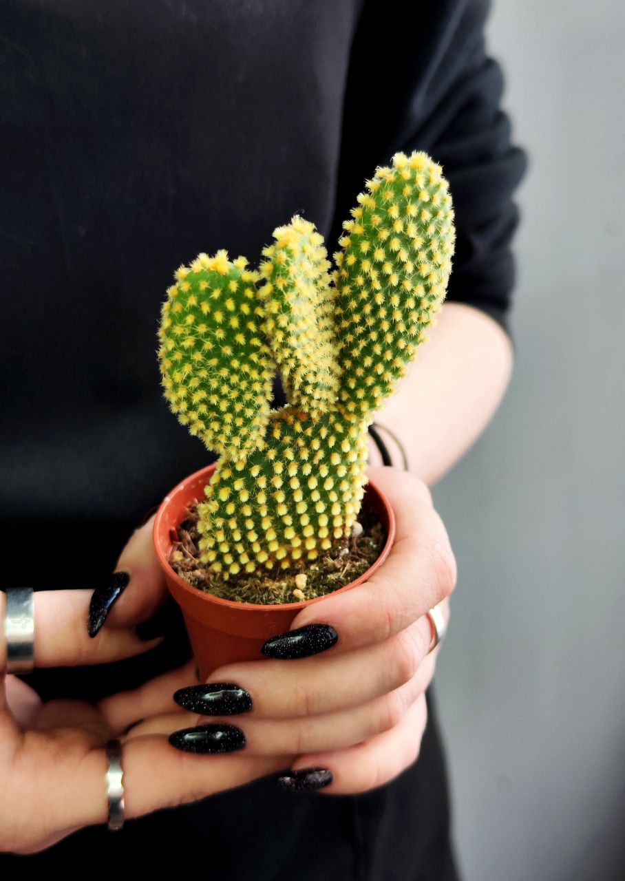 Опунция Микродазис Йеллоу (Opuntia Microdasys Yellow) D5см