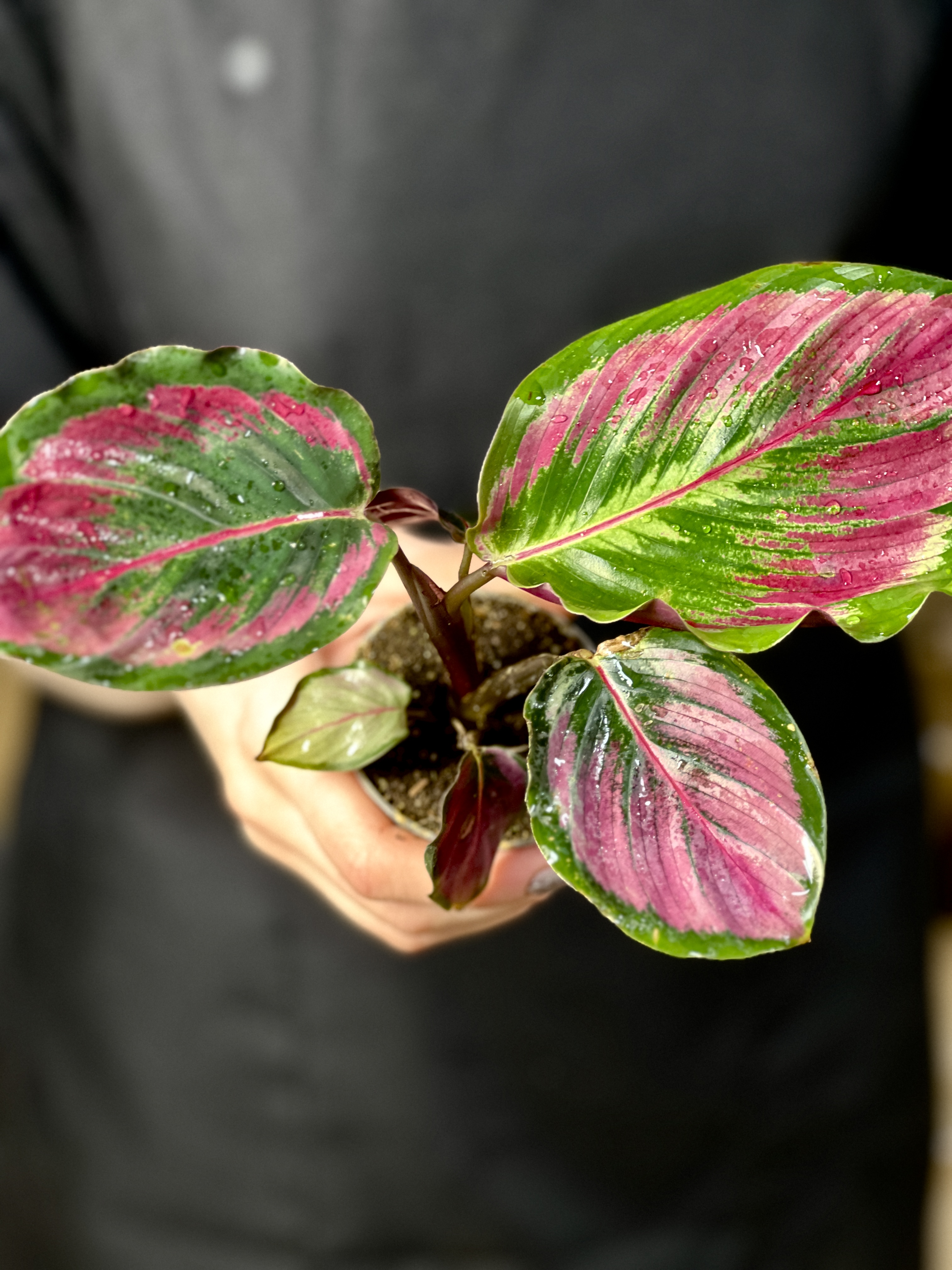 Калатея Розеопикта Мисти Ред (Calathea Roseopicta Misty Red) D6см