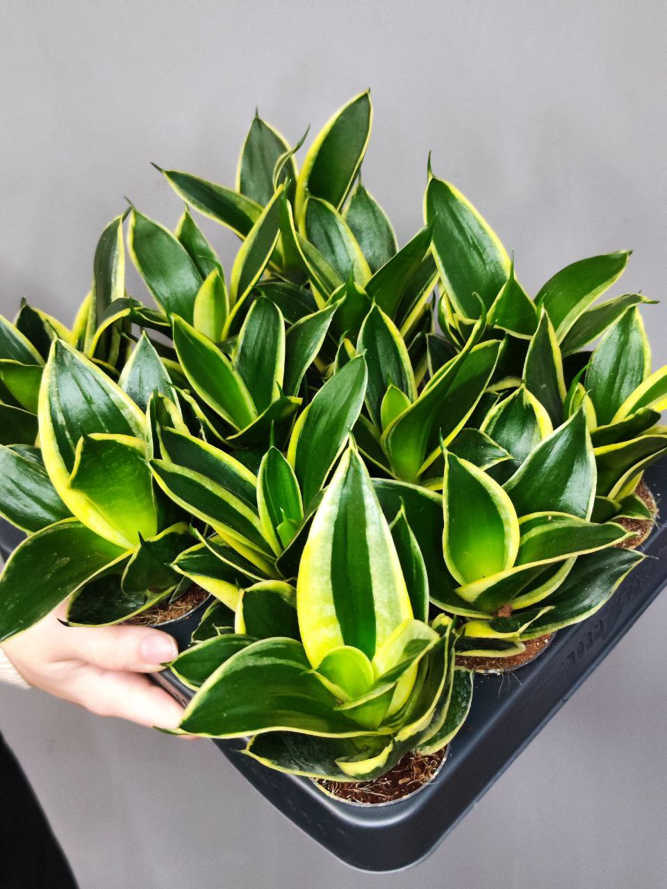 Сансевиерия Ханни Пагода (Sansevieria Hahnii Pagoda) D6см