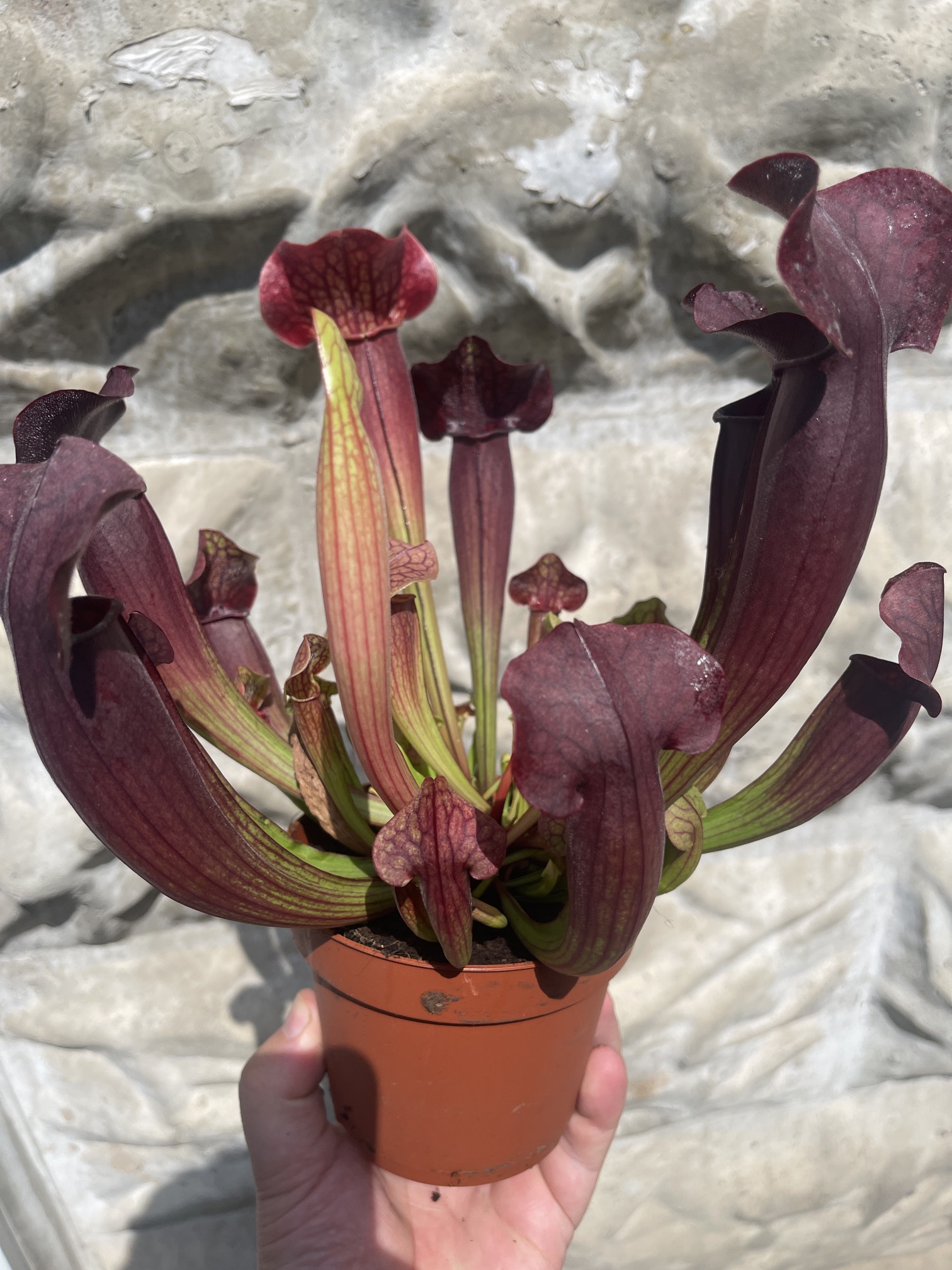 Саррацения Тесс (Sarracenia Tess) D12см