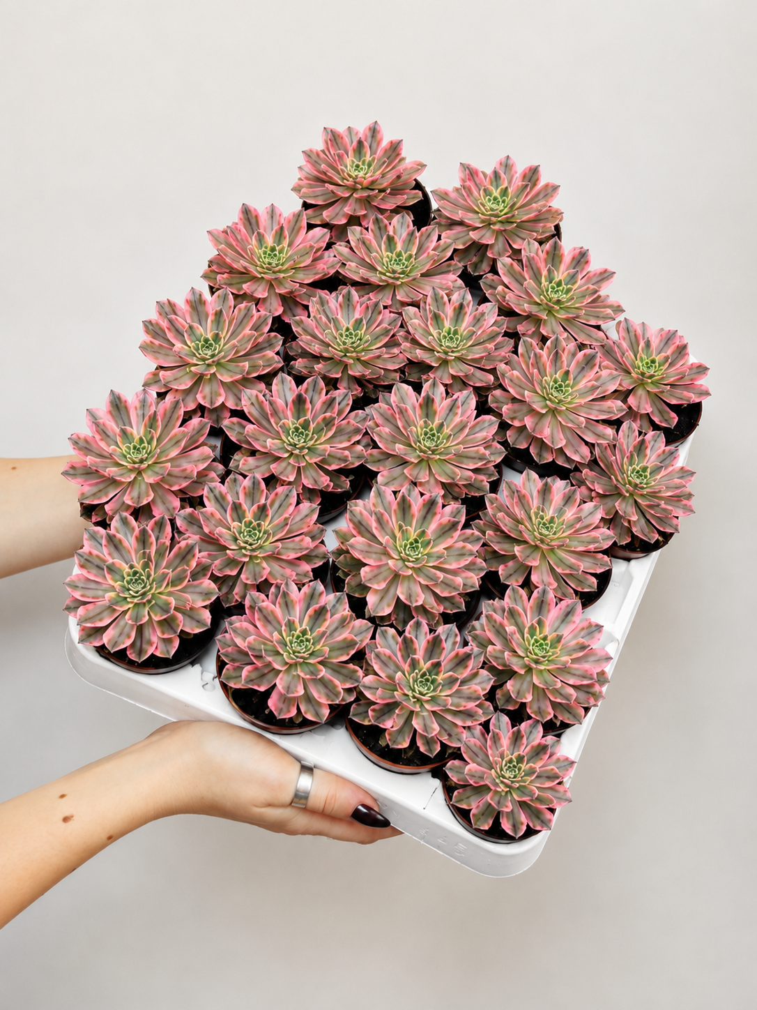 Эониум Бронзовая Медаль (Aeonium Bronze Medal Variegata) D5см