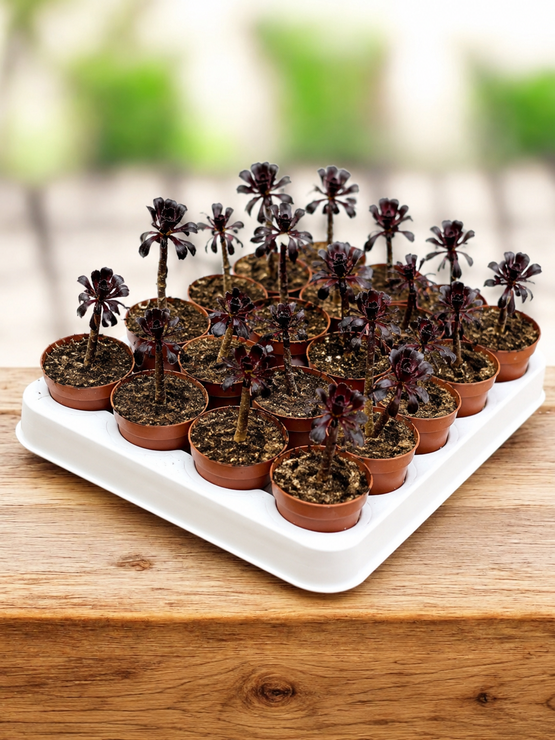 Эониум Шварцкопфа уценка (Aeonium Schwarzkopf) D5см