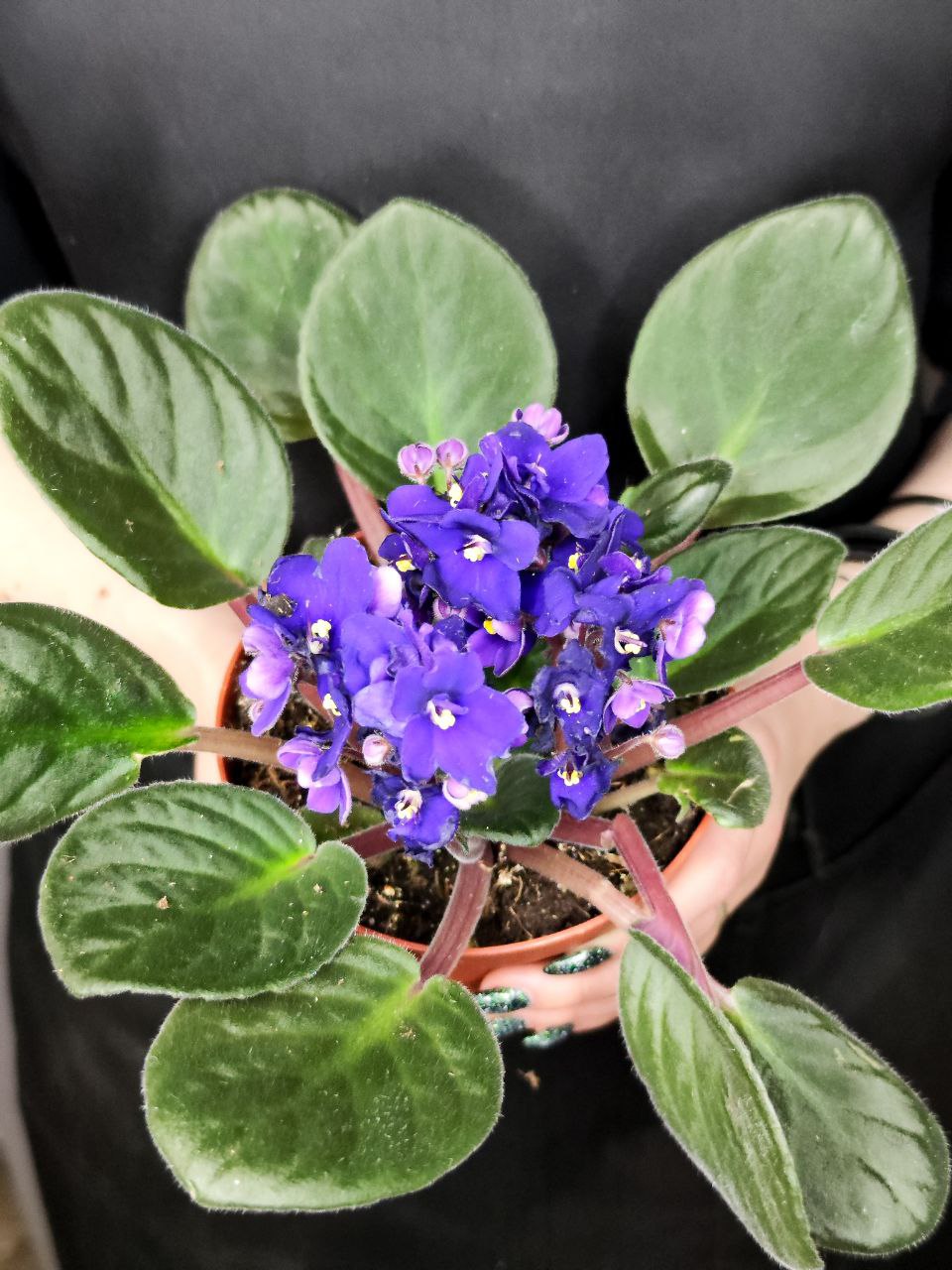Сенполия Синяя, или Фиалка (Saintpaulia Dark Blue) D10см