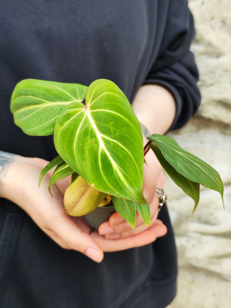 Филодендрон Глориозум (Philodendron Gloriosum) D6см