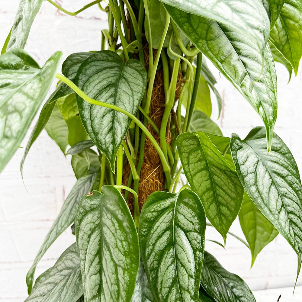 Монстера Сильтепекана (Monstera Silte pe Can) D12см