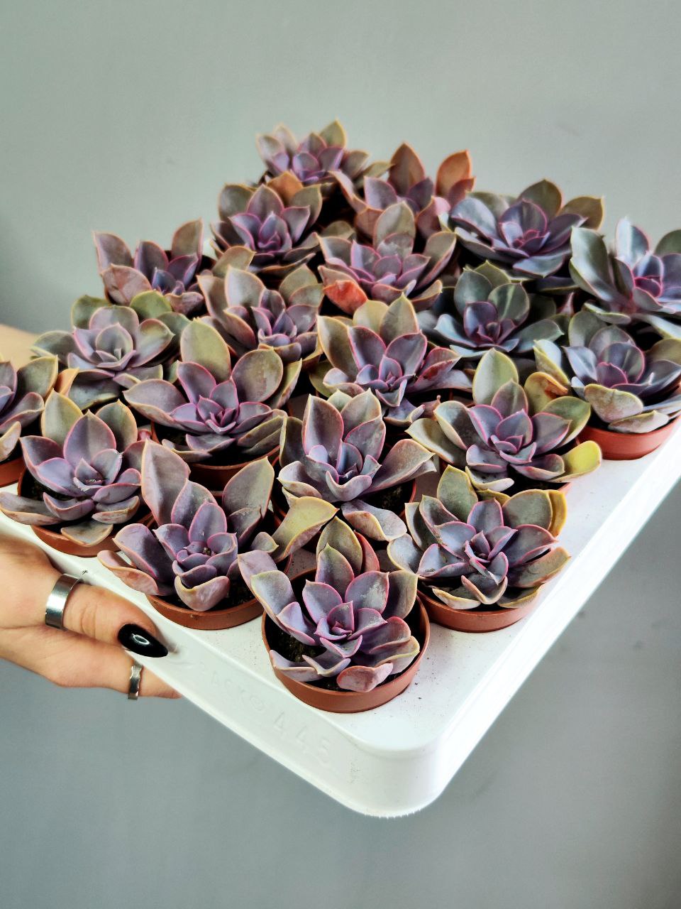 Эхеверия Жемчужина Нюрнберга (Echeveria Perle von Nurnberg) D5см