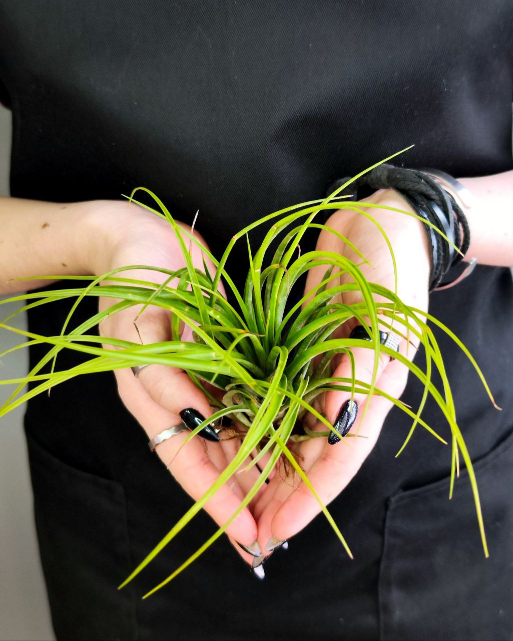 Тилландсия Меланократер Грин (Tillandsia Melanocrater Green)