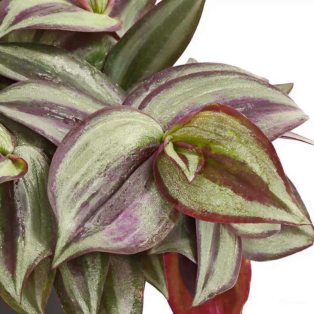 Традесканция Пинк Джой Зебрина (Tradescantia Pink Joy Zebrina)  D6см