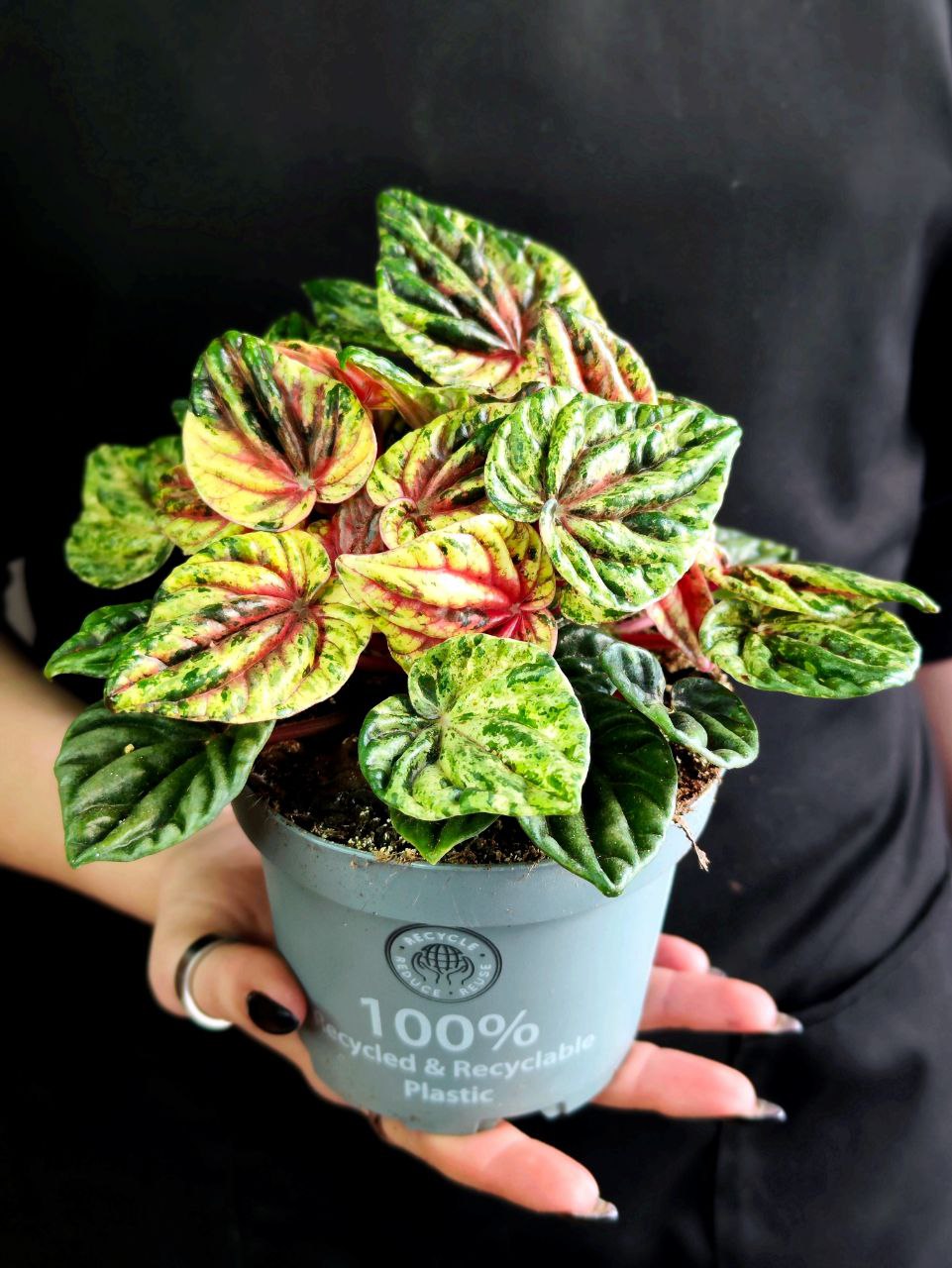 Пеперомия Хелиос Вариегатная (Peperomia Helios Variegata) D11см