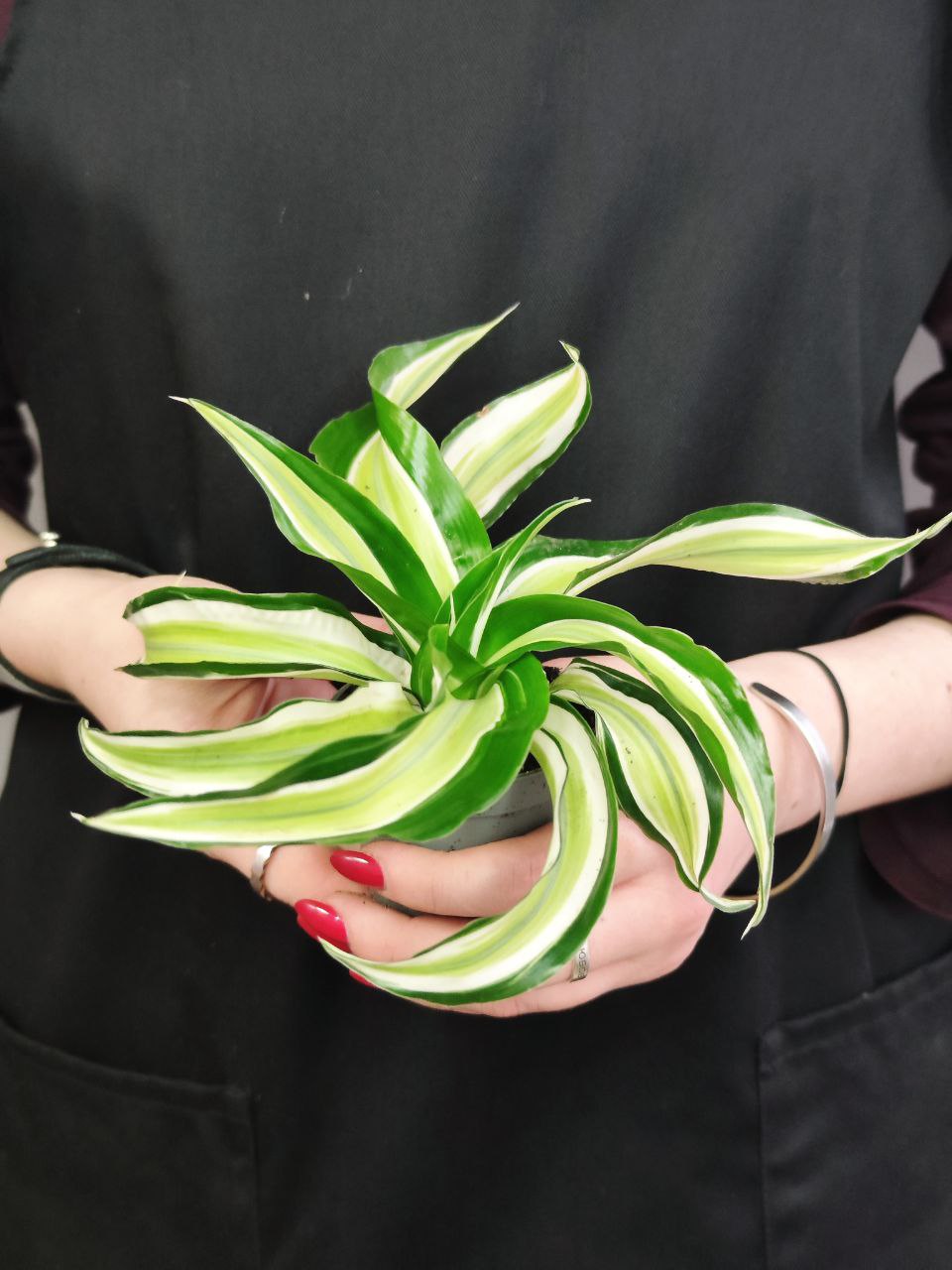 Драцена Фрагранс Малайка (Dracaena Dragontree Malaika) D6см