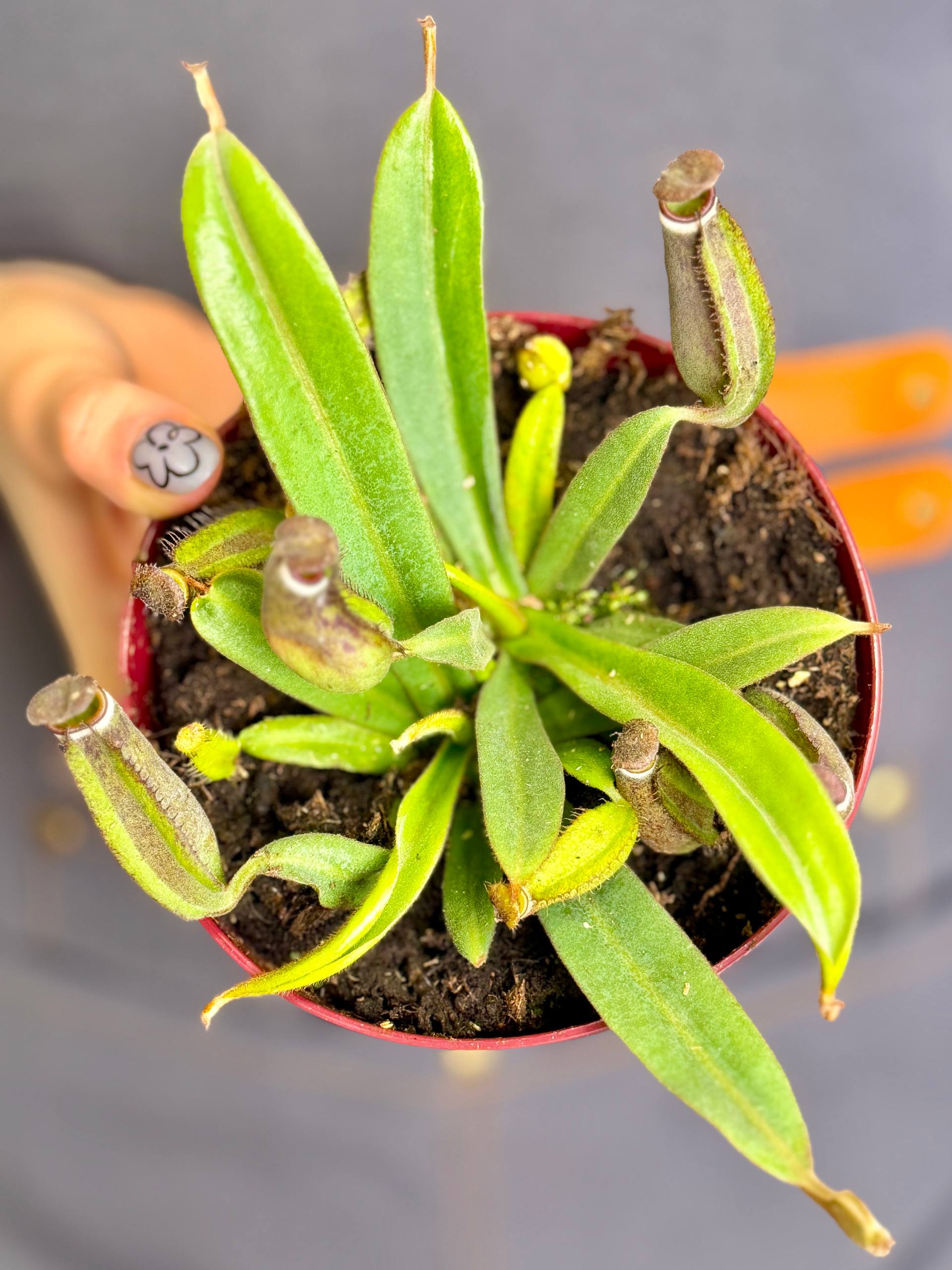 Непентес Альбомаргината (Nepenthes Albomarginata) D12см