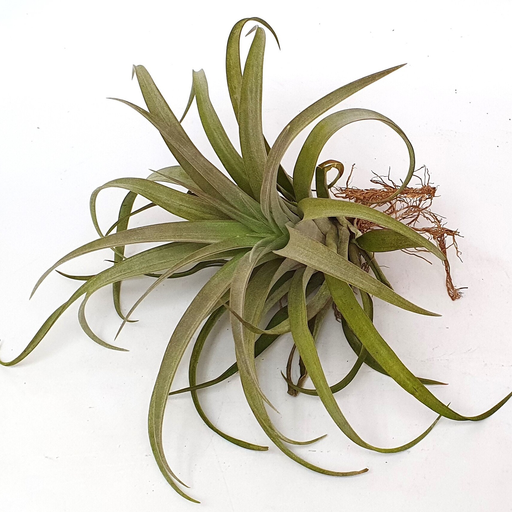 Тилландсия Кларио (Tillandsia Clario)