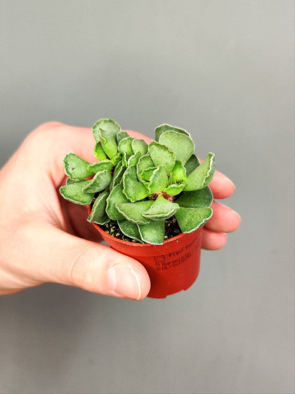 Адромискус Гребенчатый (Adromischus Cristatus) D5см