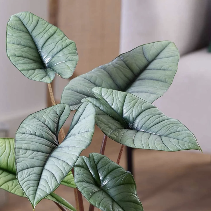 Алоказия Платинум (Alocasia Bisma Platinum) 8см
