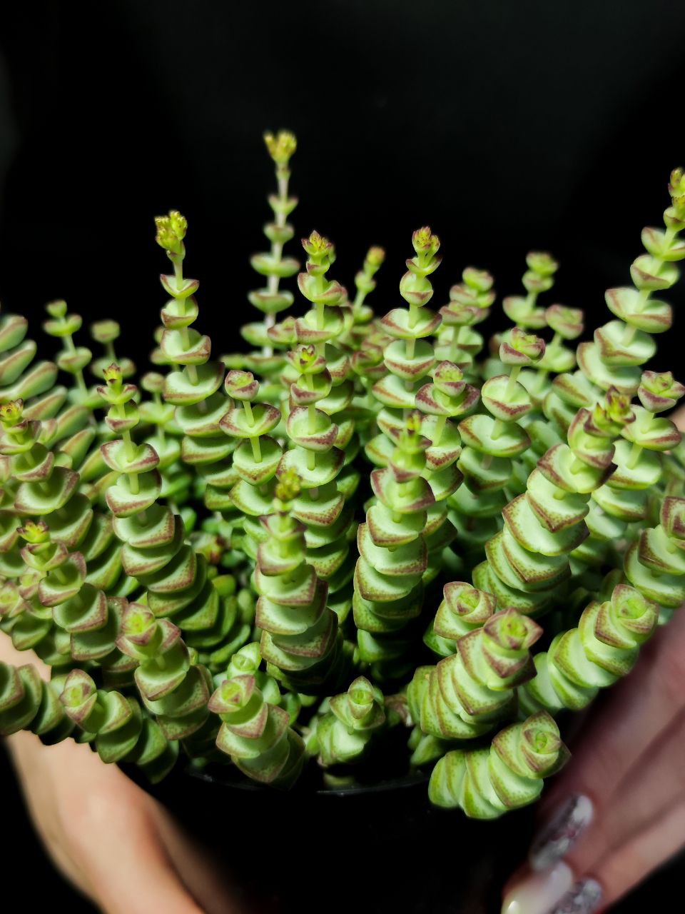 Крассула Марниериана (Crassula Marnieriana) D11см
