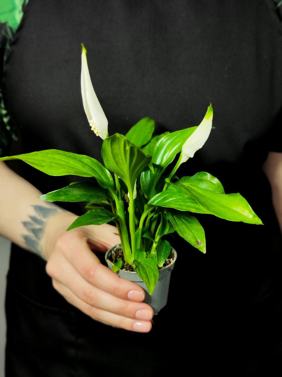 Спатифиллум Перл Купидо (Spathiphyllum Pearl Cupido) D7см