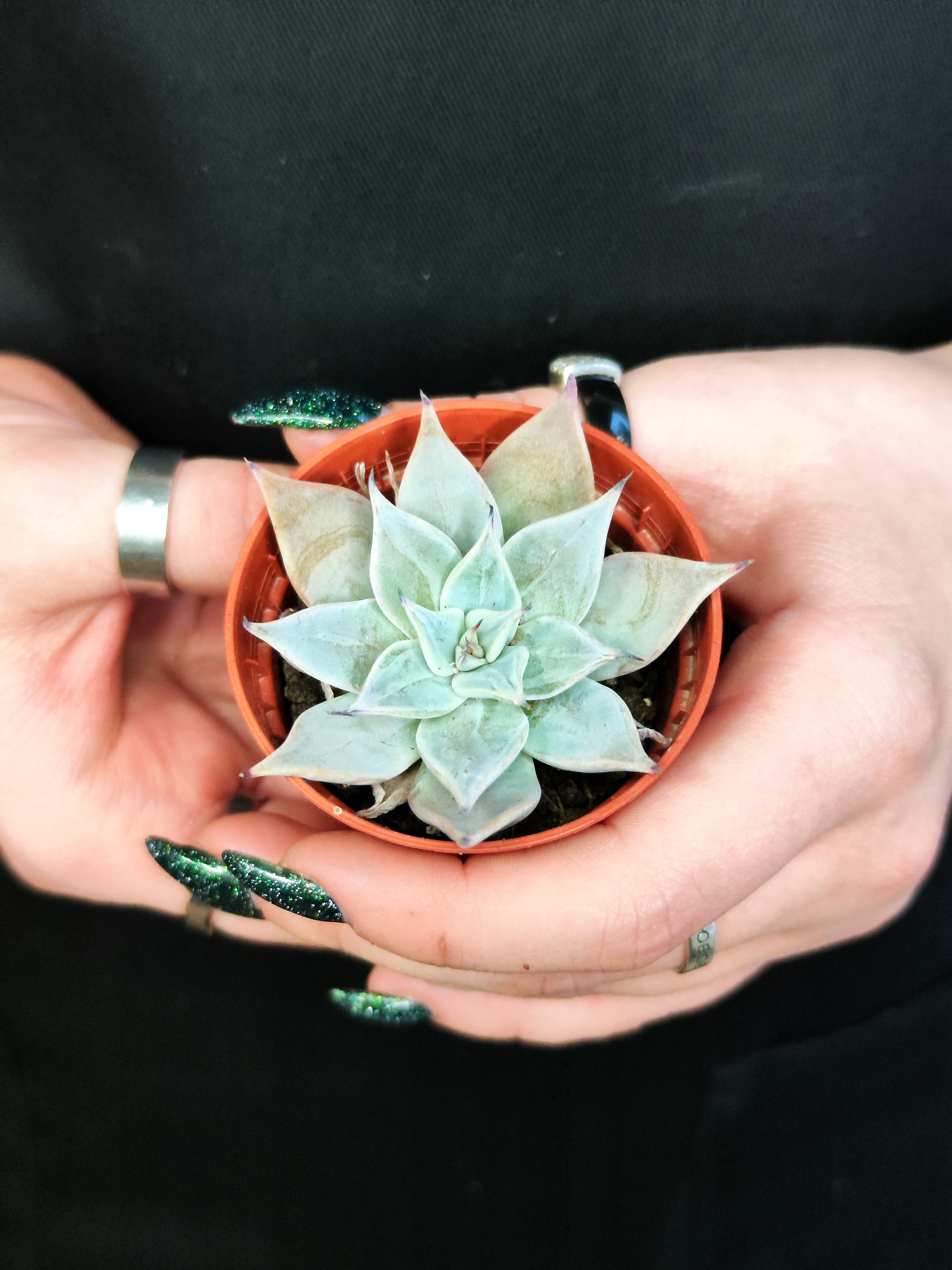 Эхеверия Куспидата Менчака (Echeveria Cuspidata Menchaca) D5см