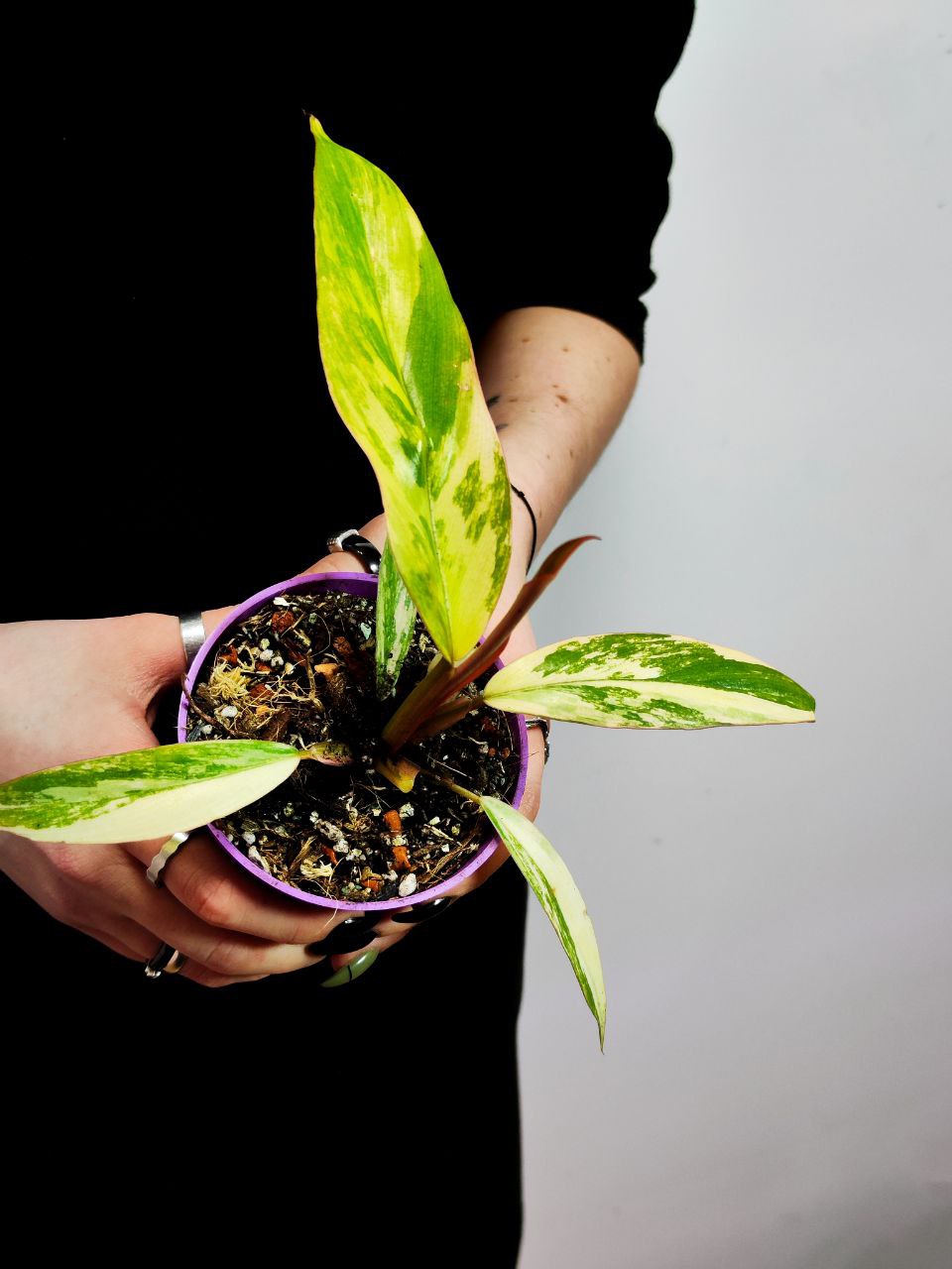 Филодендрон Карамель Марбл Вариегатный (Philodendron Caramel Marble Variegated) D6см