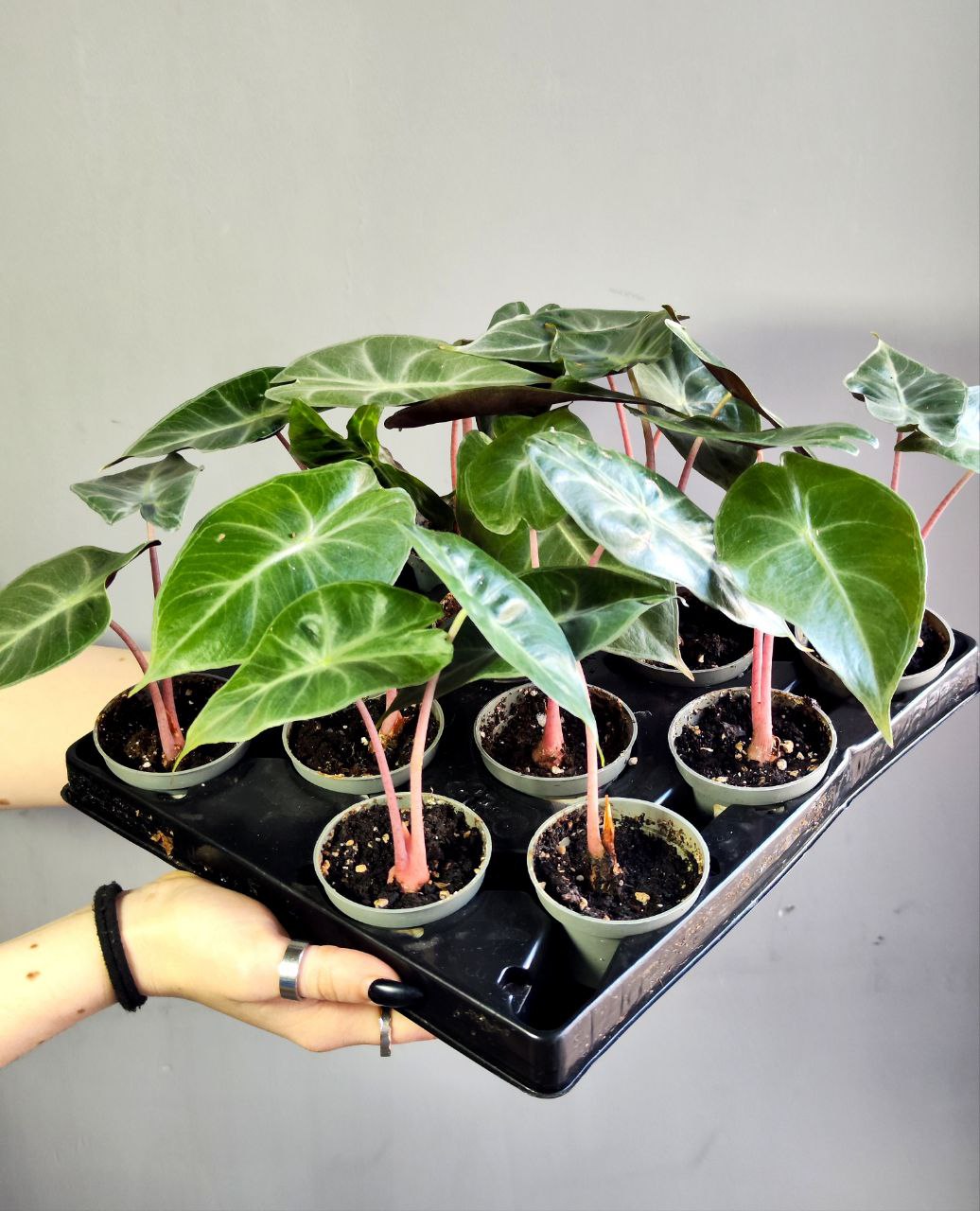 Алоказия Пинк Драгон (Alocasia Pink Dragon) D6см