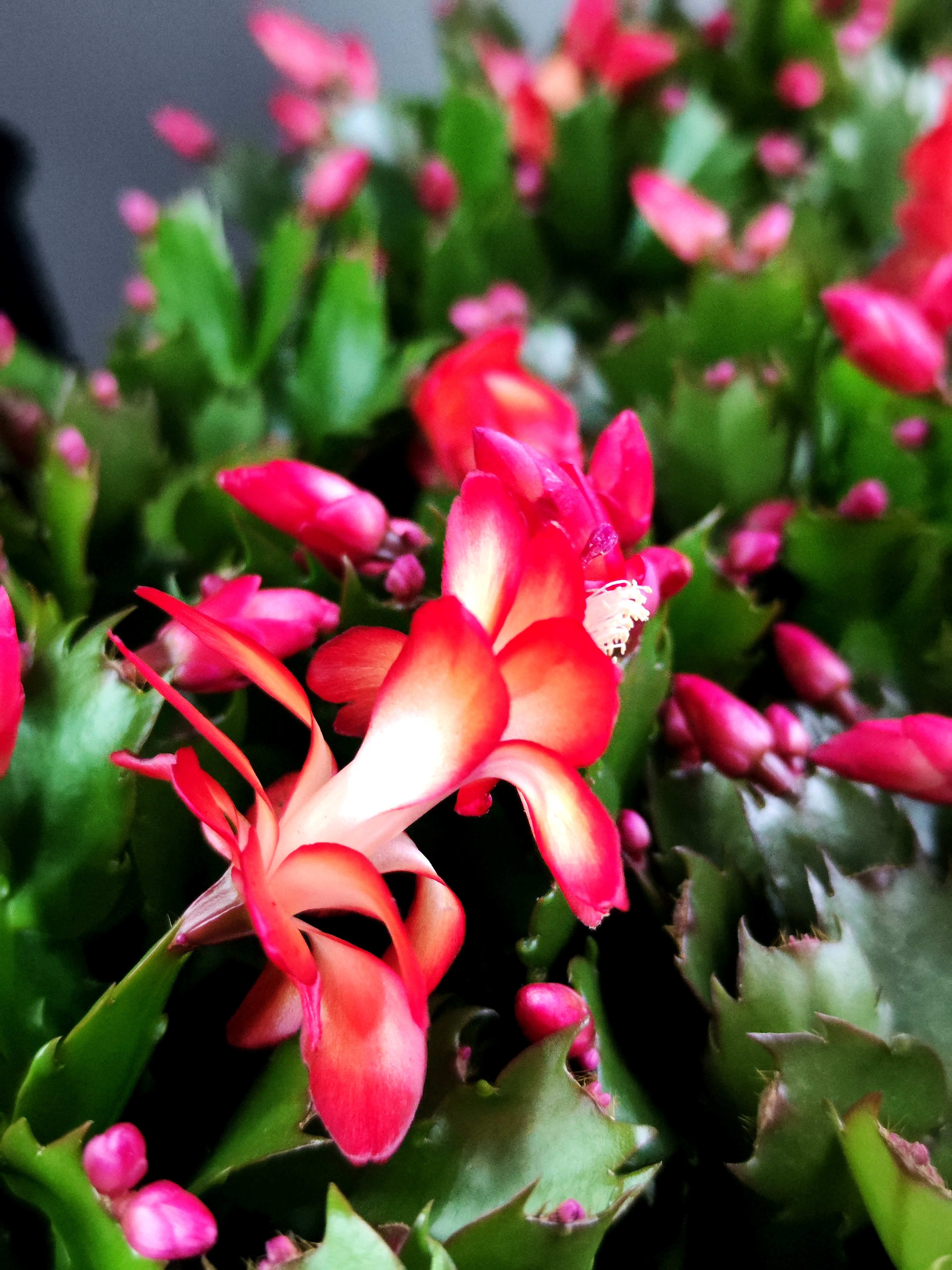 Декабрист Красный, или Шлюмбергера (Schlumbergera Tendenza Red) D9см