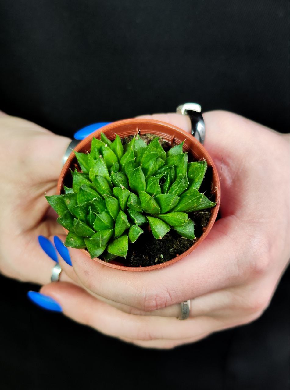 Хавортия Льдевидная Груп (Haworthia Сymbiformis Group) D5см