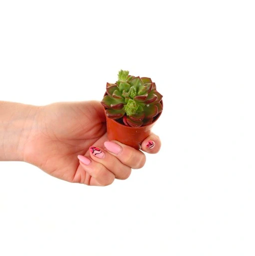 Эхеверия Мультикаулис (Echeveria Multicaulis) D5см