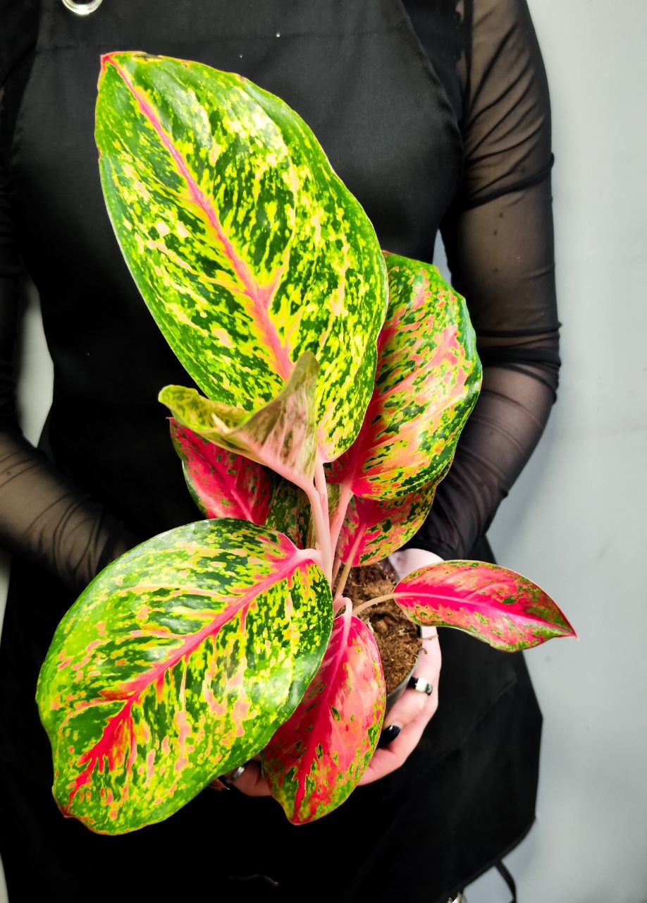 Аглаонема Личи Ред (Aglaonema Lychee Red) D12см