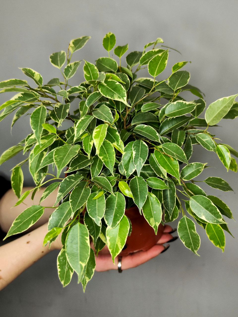 Фикус Бенджамина Кинки (Ficus Benjamina Kinky) D12см