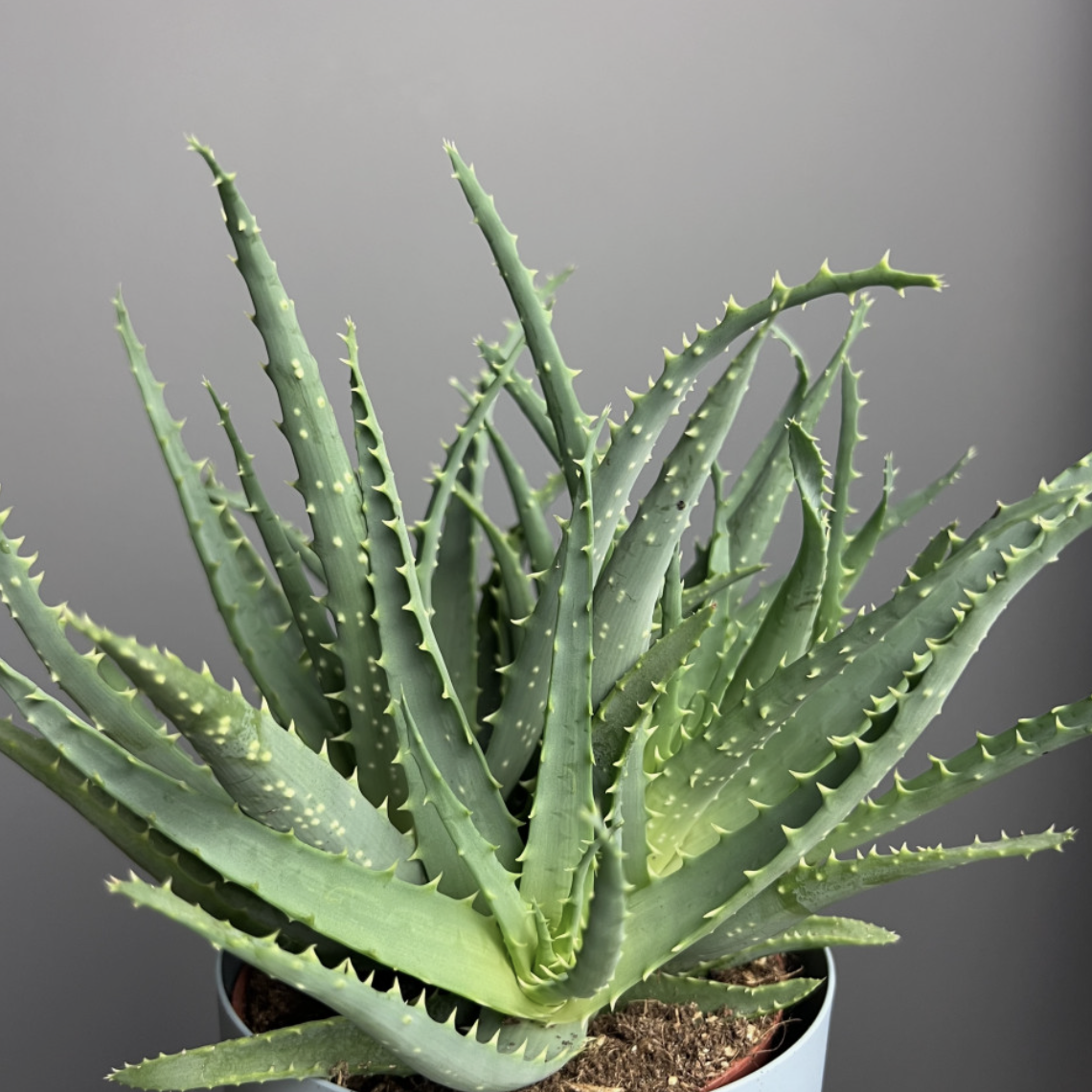 Алоэ Арборесценс, или Древовидное (Aloe Arborescens) D5см