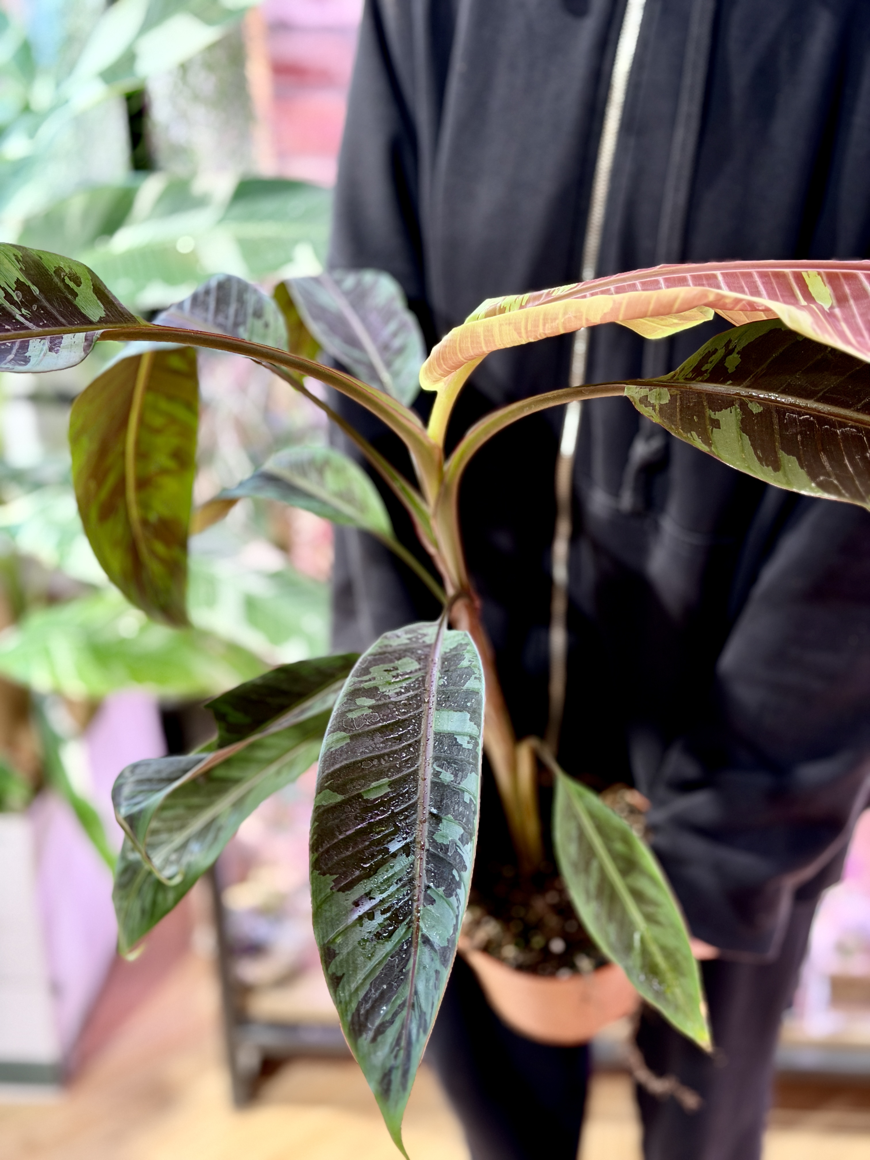 Банан (Муса) Акумината Зебрина (Musa Acuminata Zebrina) D17см