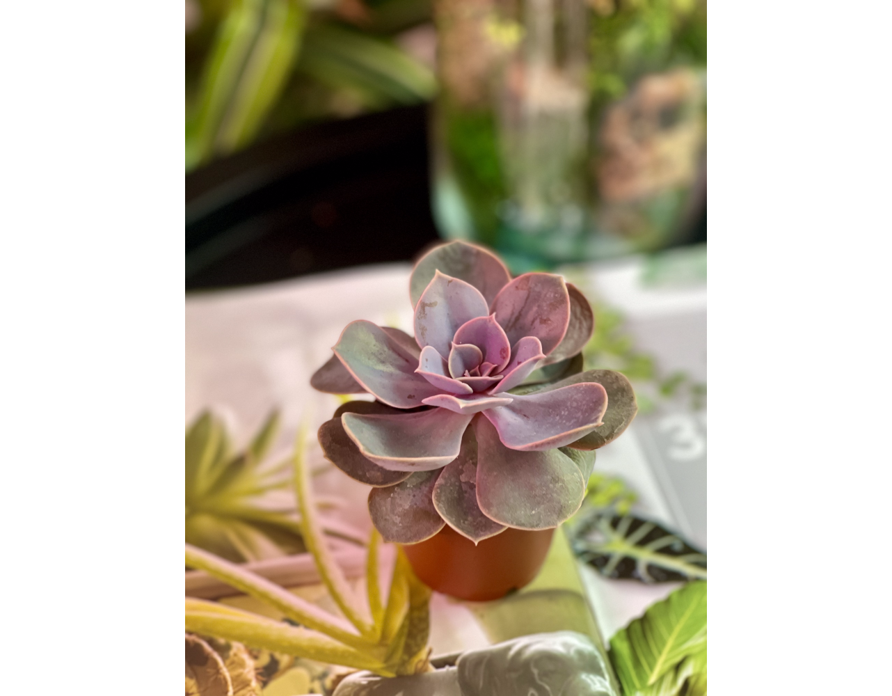 Эхеверия Жемчужина Нюрнберга (Echeveria Perle von Nurnberg) D5см