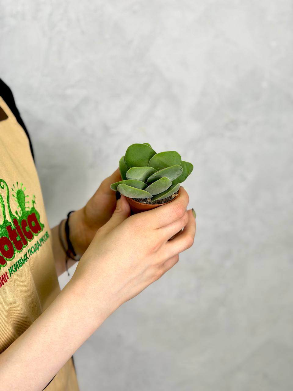Крассула Котиледонис (Crassula Cotyledonis) D5см