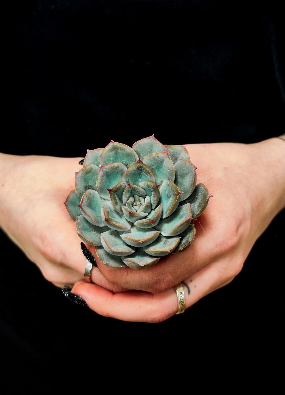 Эхеверия Шира (Echeveria Shira) D5см