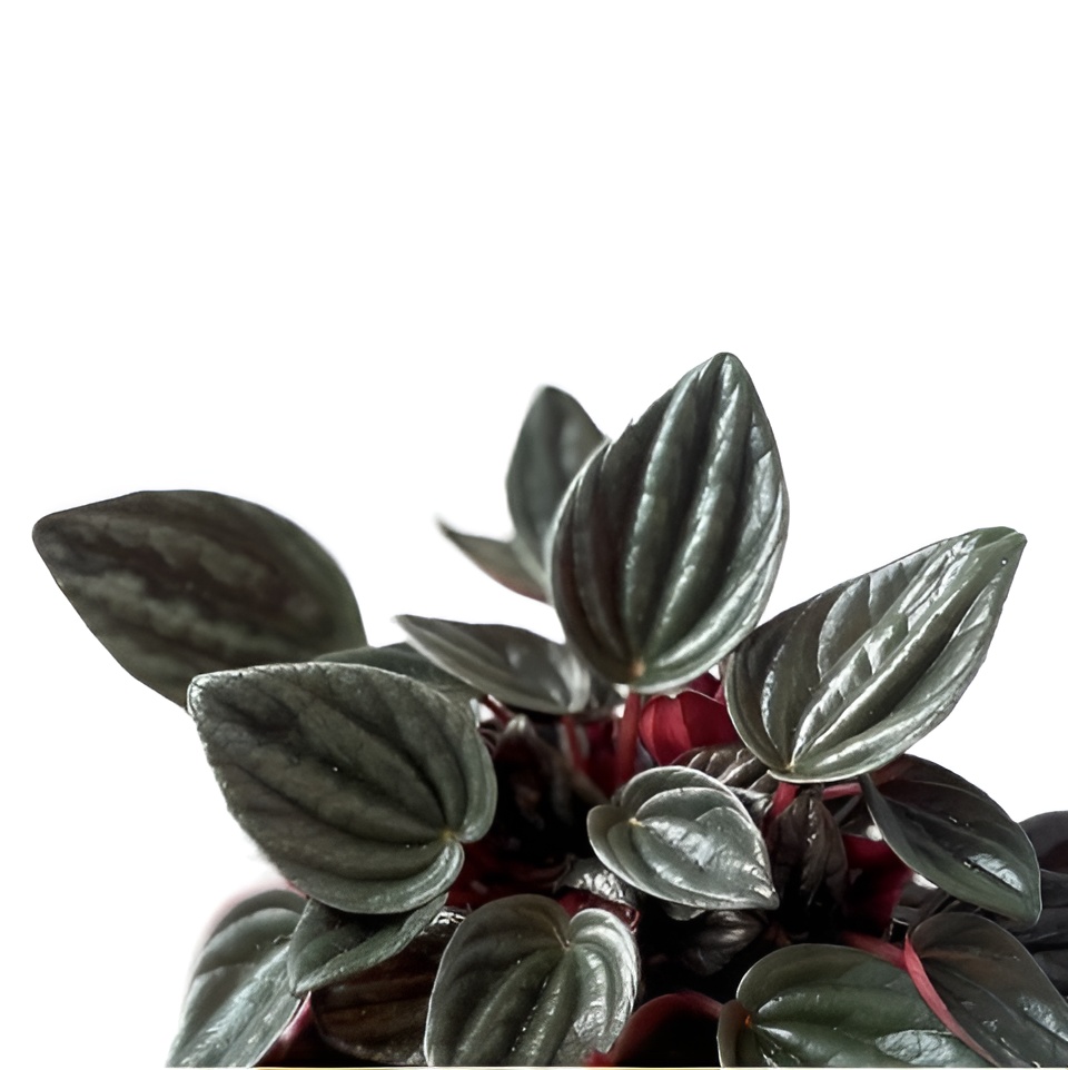 Пеперомия каперата Бразилия (Peperomia Caperata Brasilia) D5см