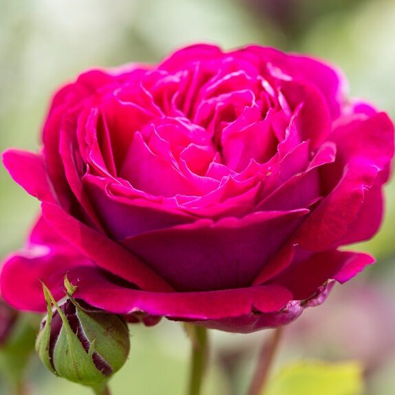 Роза Даника комнатная розовая (Rosa Danica "Pink") D6см