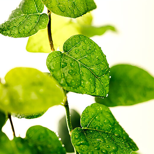 Фикус Пумила Арина (Ficus Pumila Arina) D6см