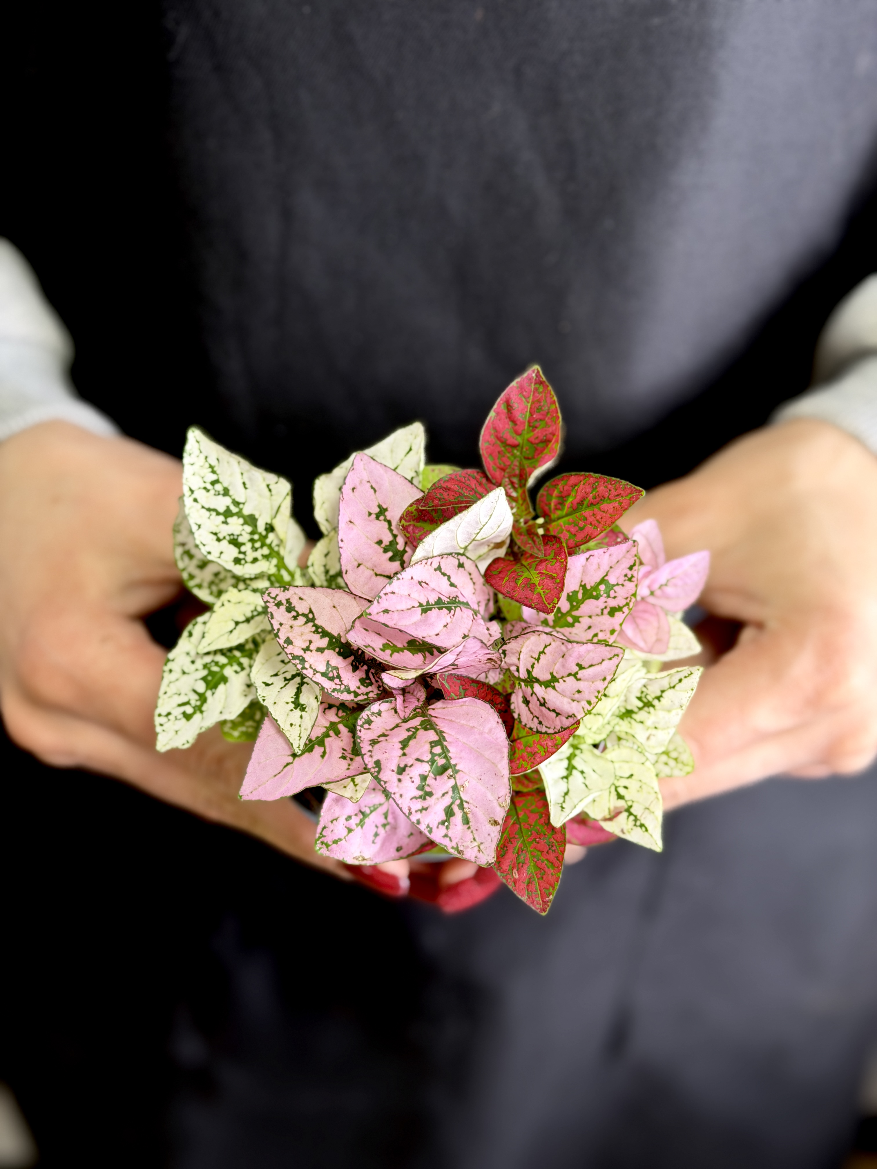 Гипоэстес Конфетти (Hypoestes Confetti) D8,5см