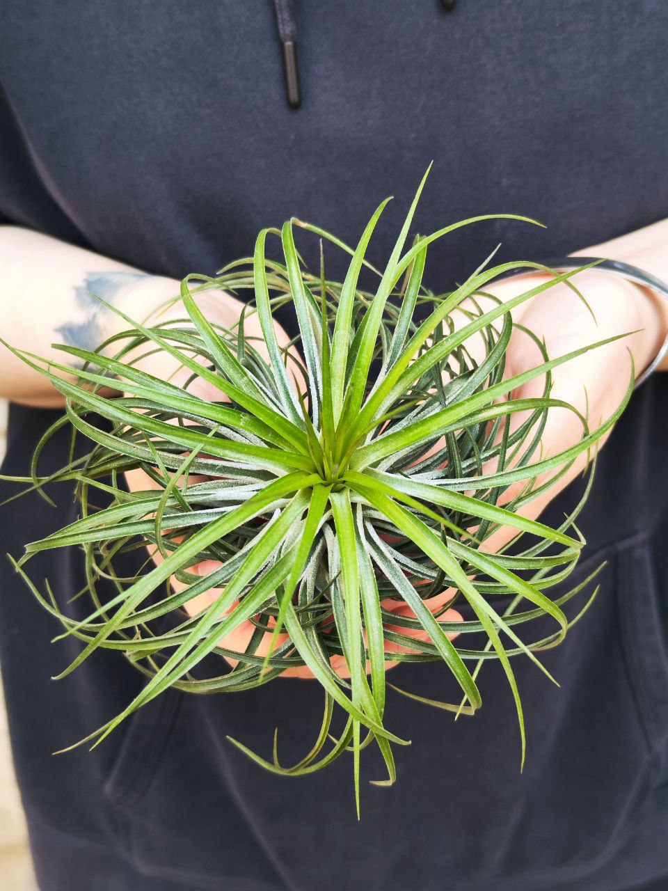 Тилландсия Стрикта XL (Tillandsia Stricta)