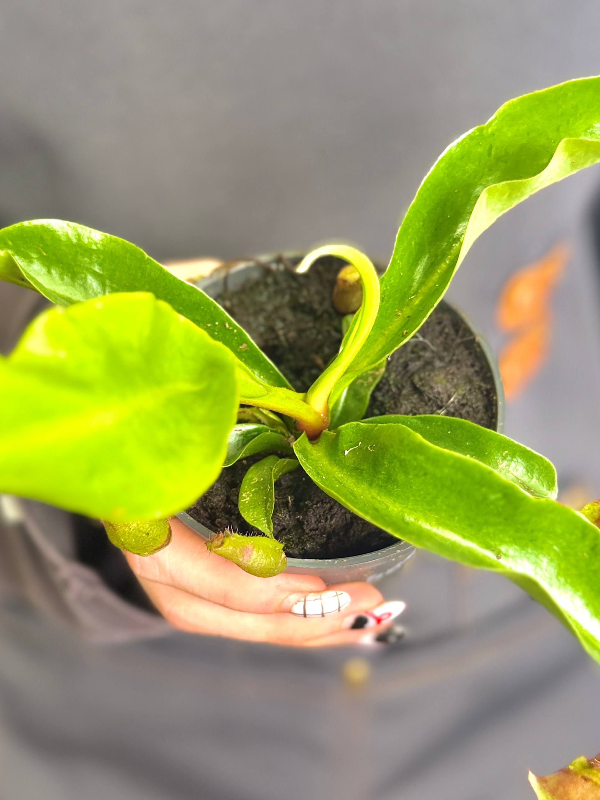 Непентес Ампулярия Зеленая (Nepenthes Ampullaria green) D9см