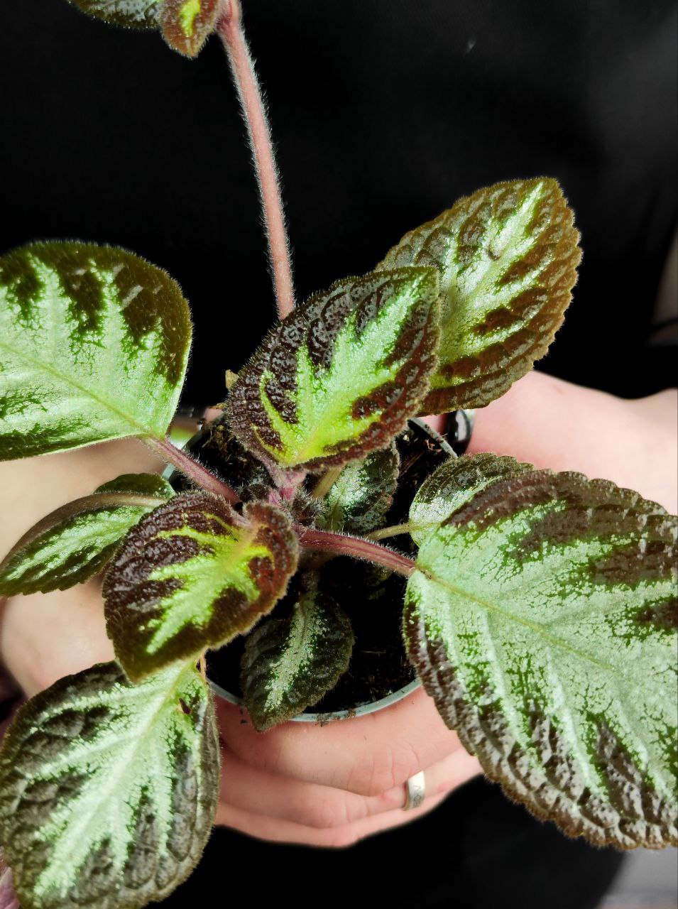 Эписция Серебряное Сияние (Episcia Silver Shield) D6см