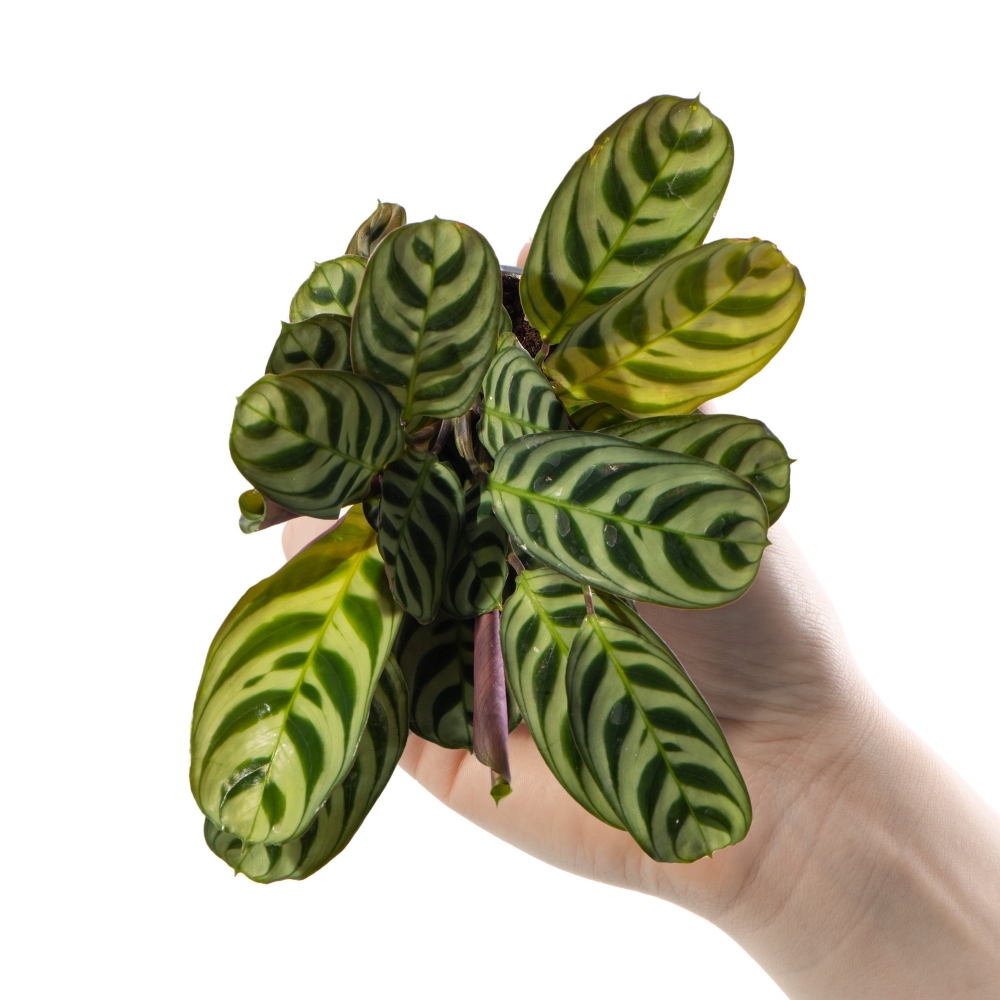 Маранта Беложилковая Амирабилис (Maranta Leuconeura Amabilis) D6см